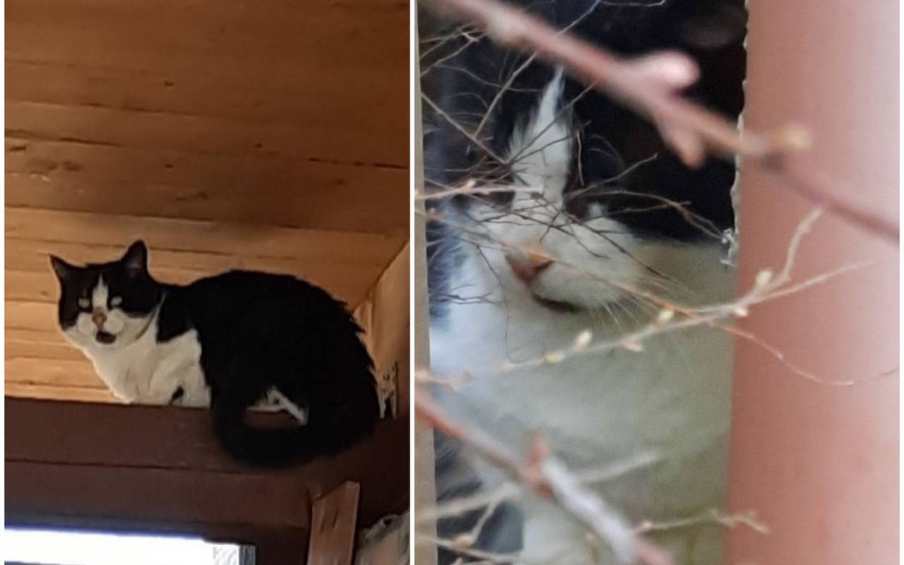 katze kater zugelaufen hellweg radio