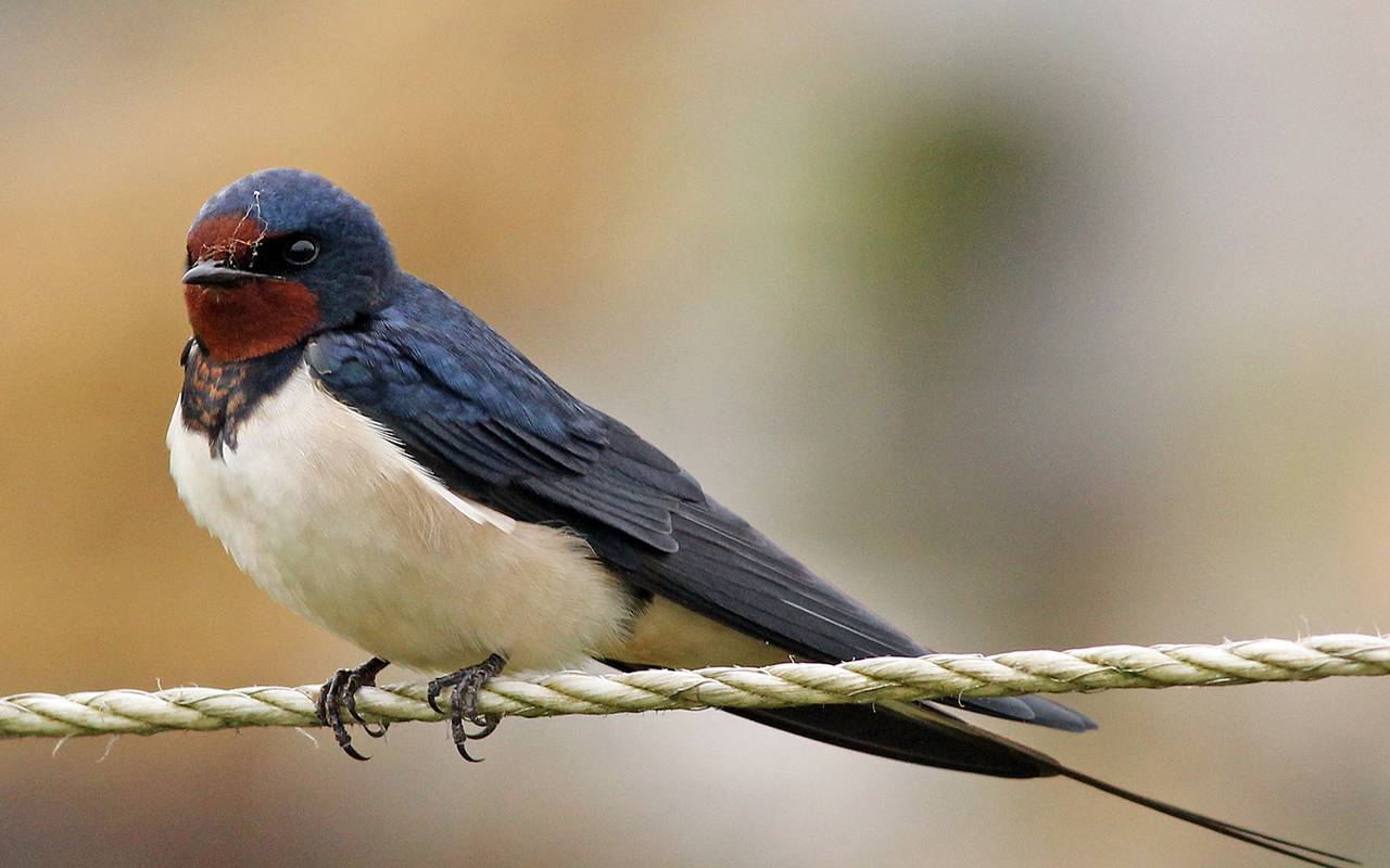 Schwalben wie sie leben, wie sie sind Hellweg Radio