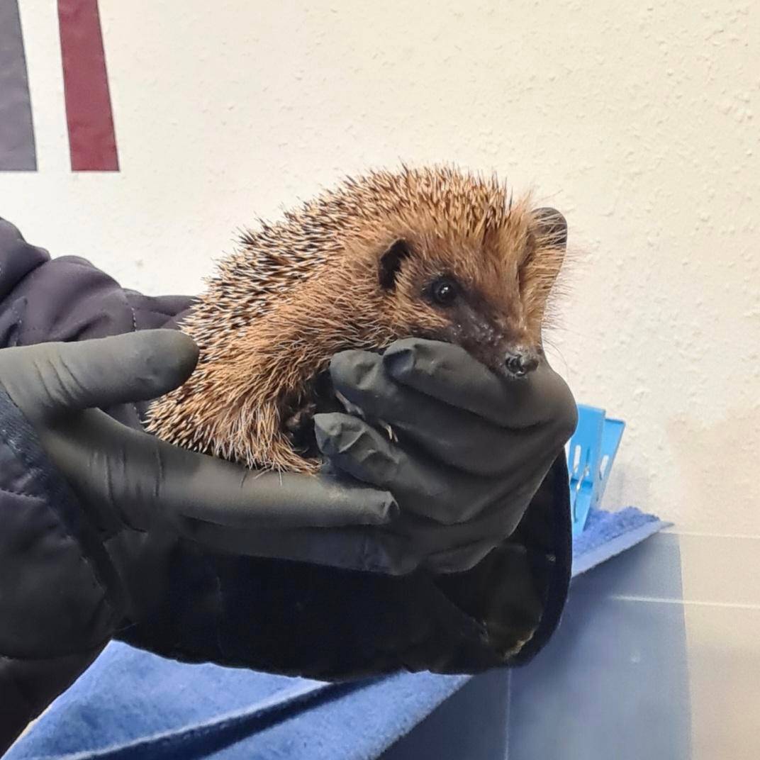 Von Hellweg Radio Hörerin