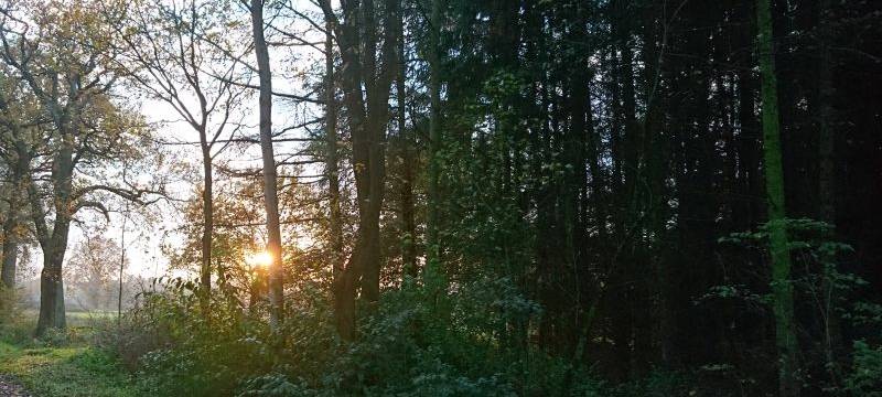 Vorsicht: morsche Bäume