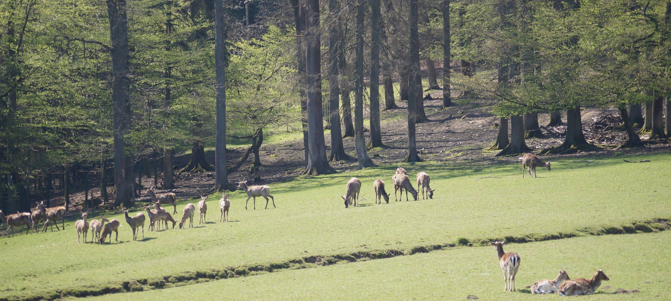 Waldexkursion mit Wildbeobachtung