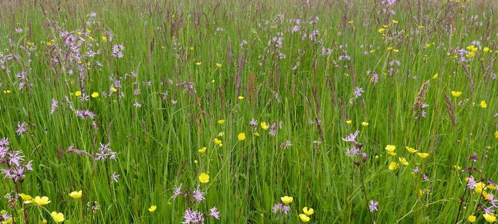 Wiesenexkursion (Exkursion)