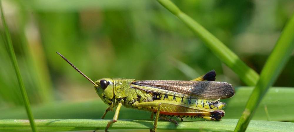 Insekten am Wulfesknapp (Exkursion)