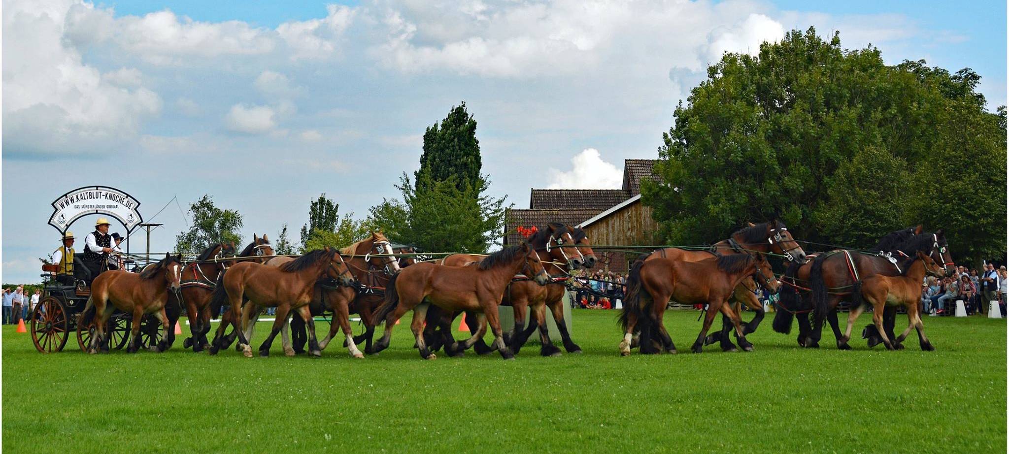 Pferdestärken 25 Jahre Kaltblut Knoche