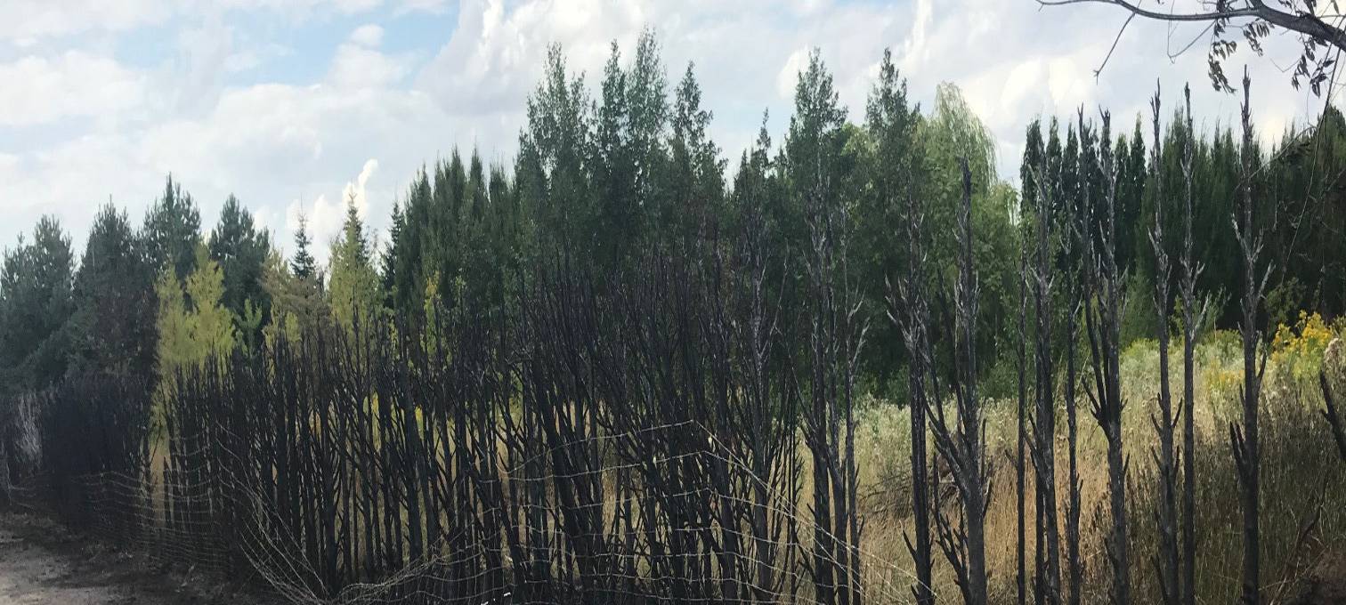 Heckenbrand in Soest