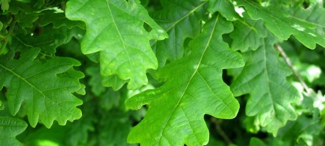 Der Eichenprozessionsspinner macht sich weiter breit