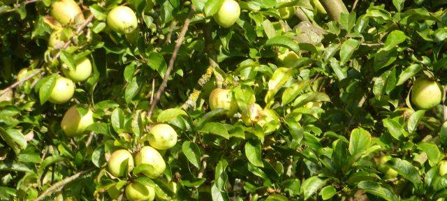 Lippstädter Grün eröffnet Streuobstwiese