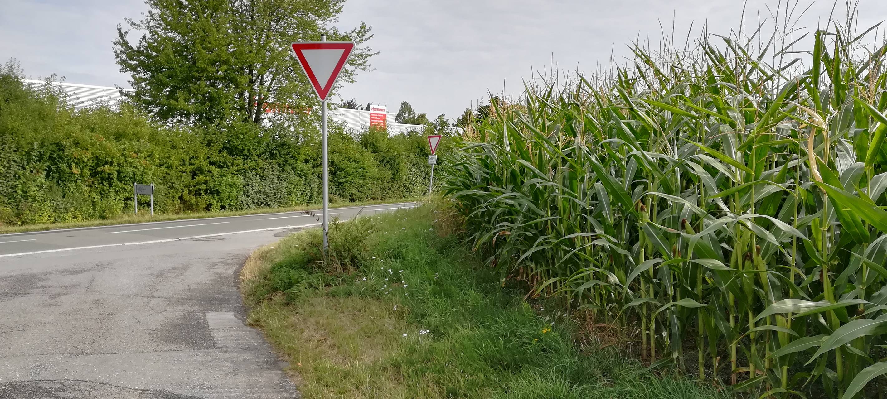 Krähen machen Mais kaputt