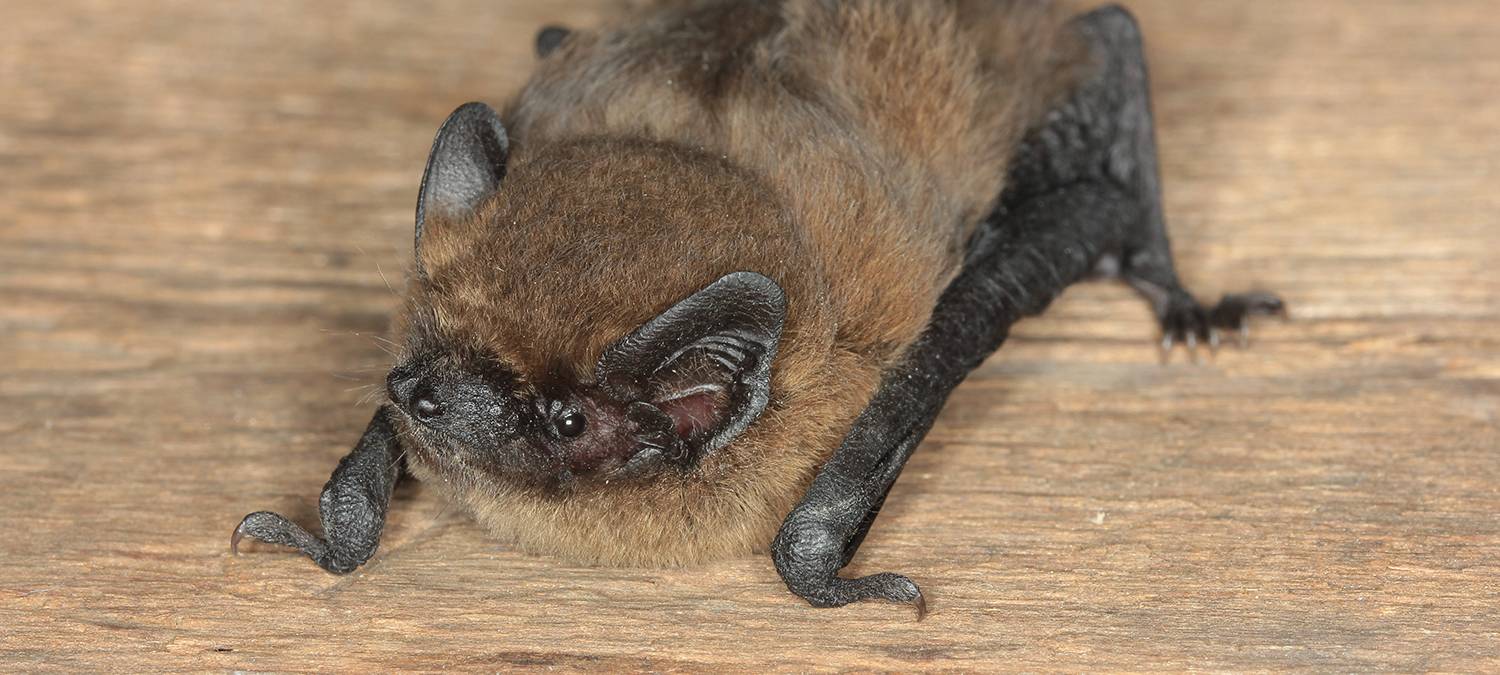 Fledermäuse in der Lippeaue