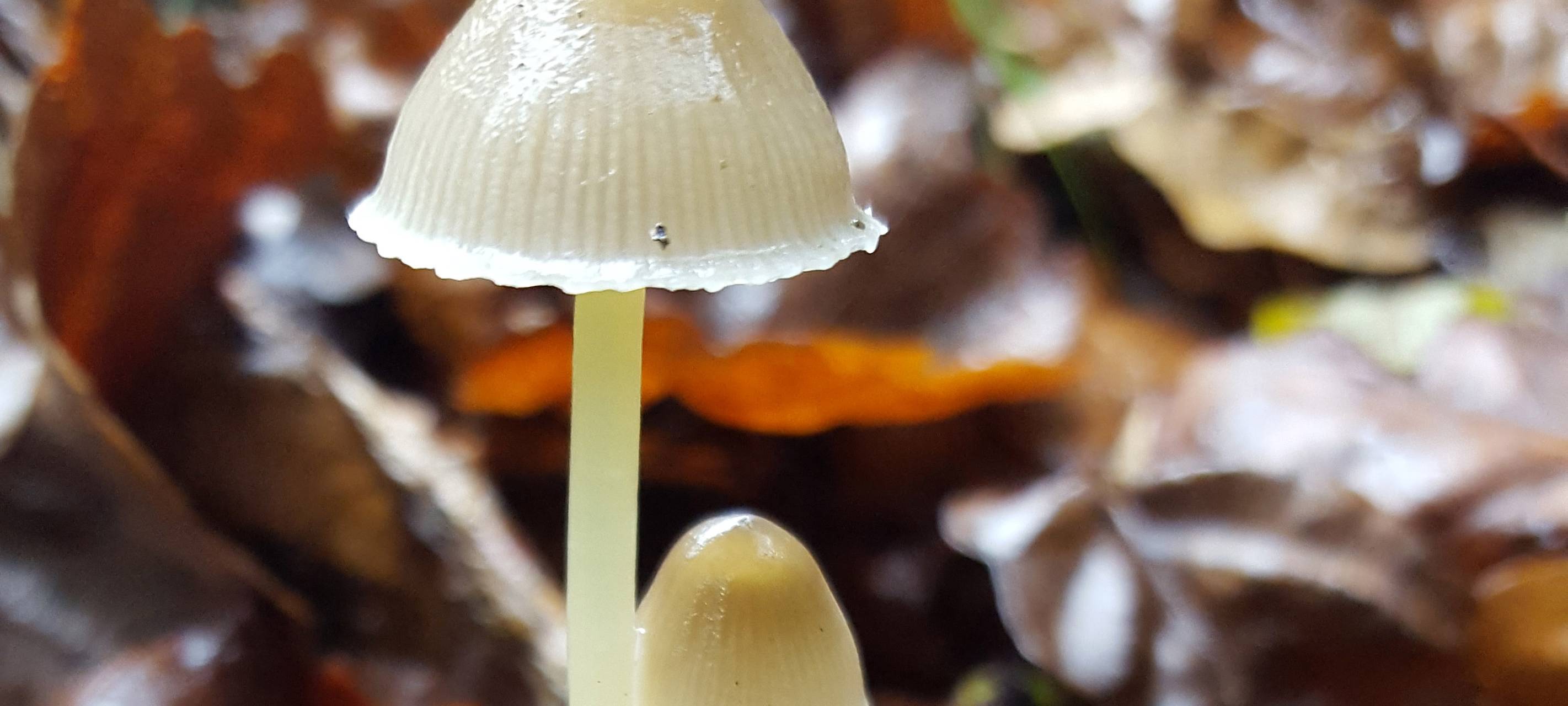 Pilze im Arnsberger Wald