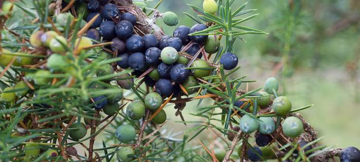 Bemerkenswerte Bäume in Soest mit Cornelia Hermann