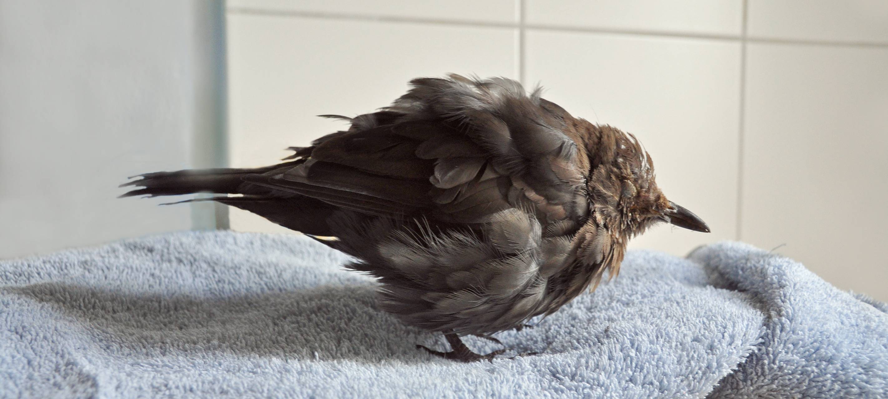 Amselsterben durch Usutu-Virus