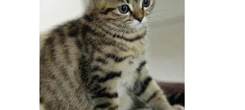 Soester Tierheim sucht Abnehmer für Katzenbabys