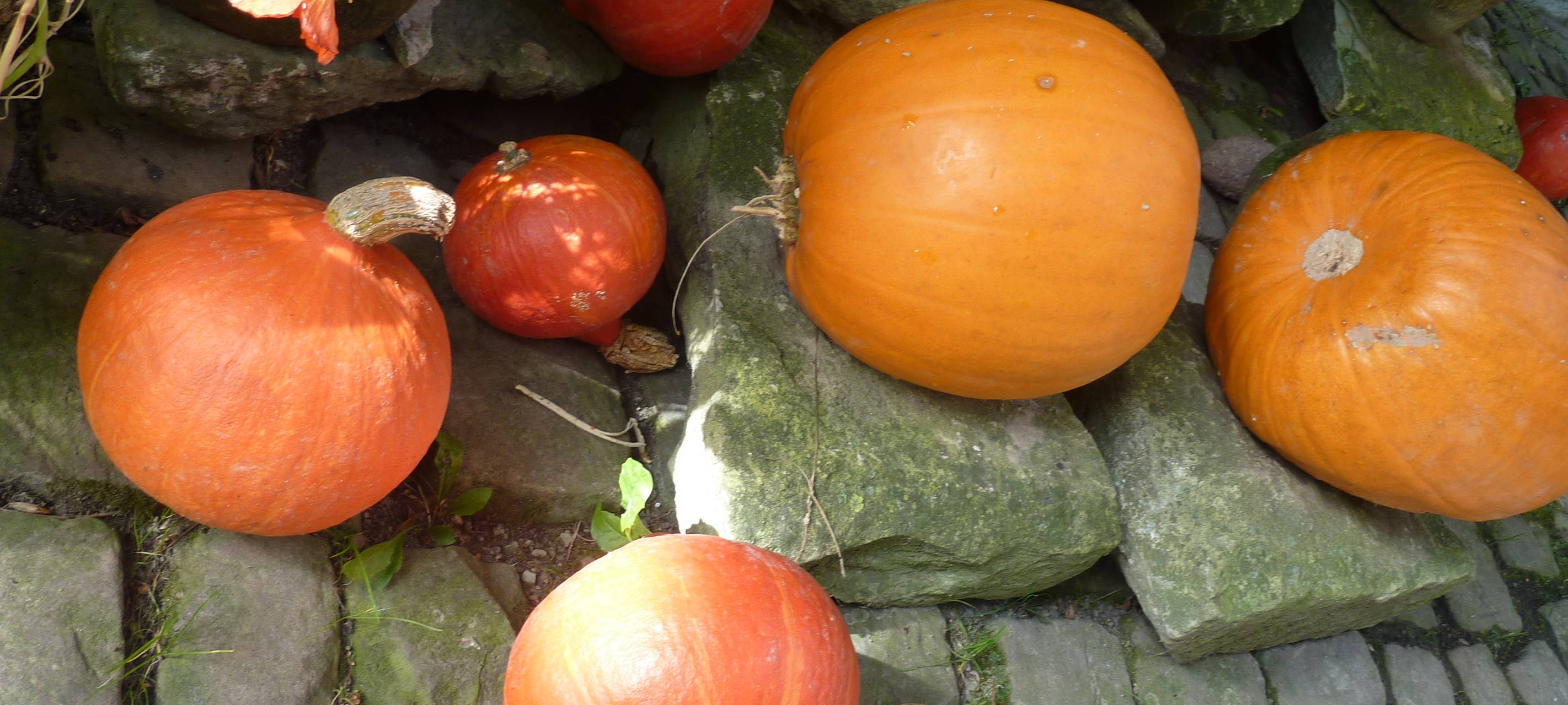 Kürbis Saison begonnen