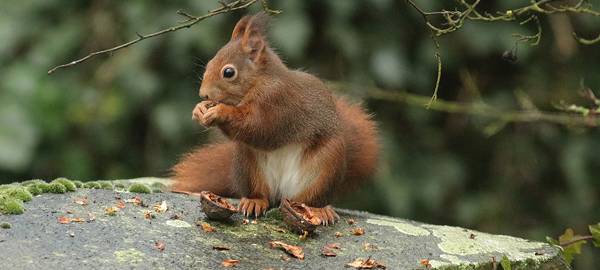 Familenwanderung: Eichhörnchen