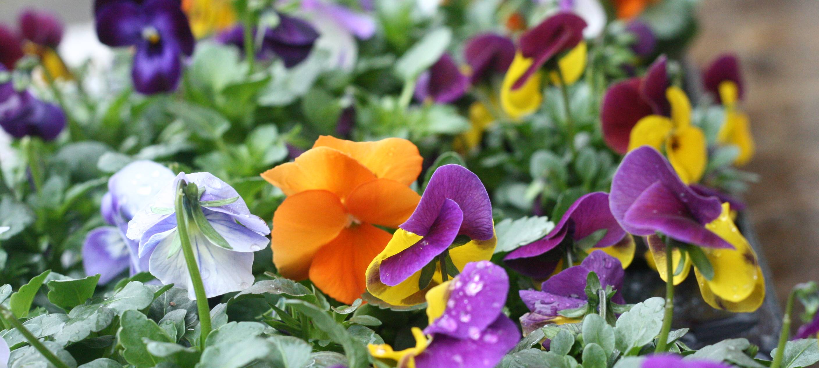 Altstadtfrühling in Soest