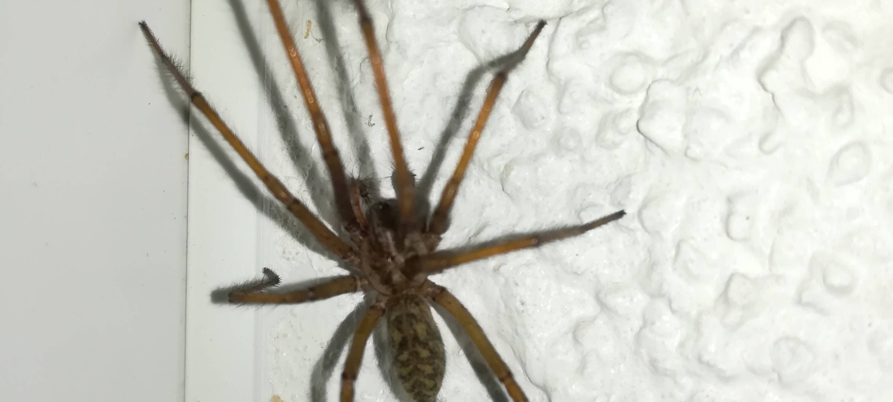 Spinnen kommen jetzt in die Wohnungen