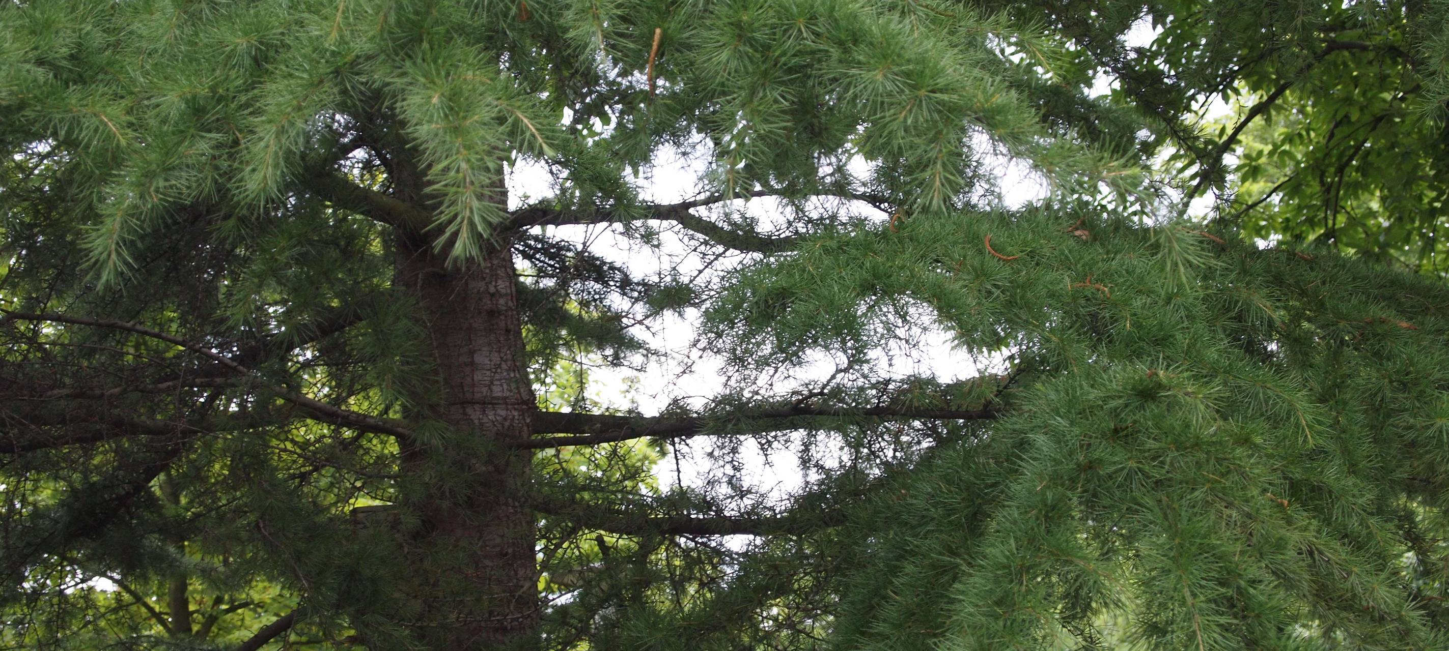 Baum- und Strauchschnitt in Soest