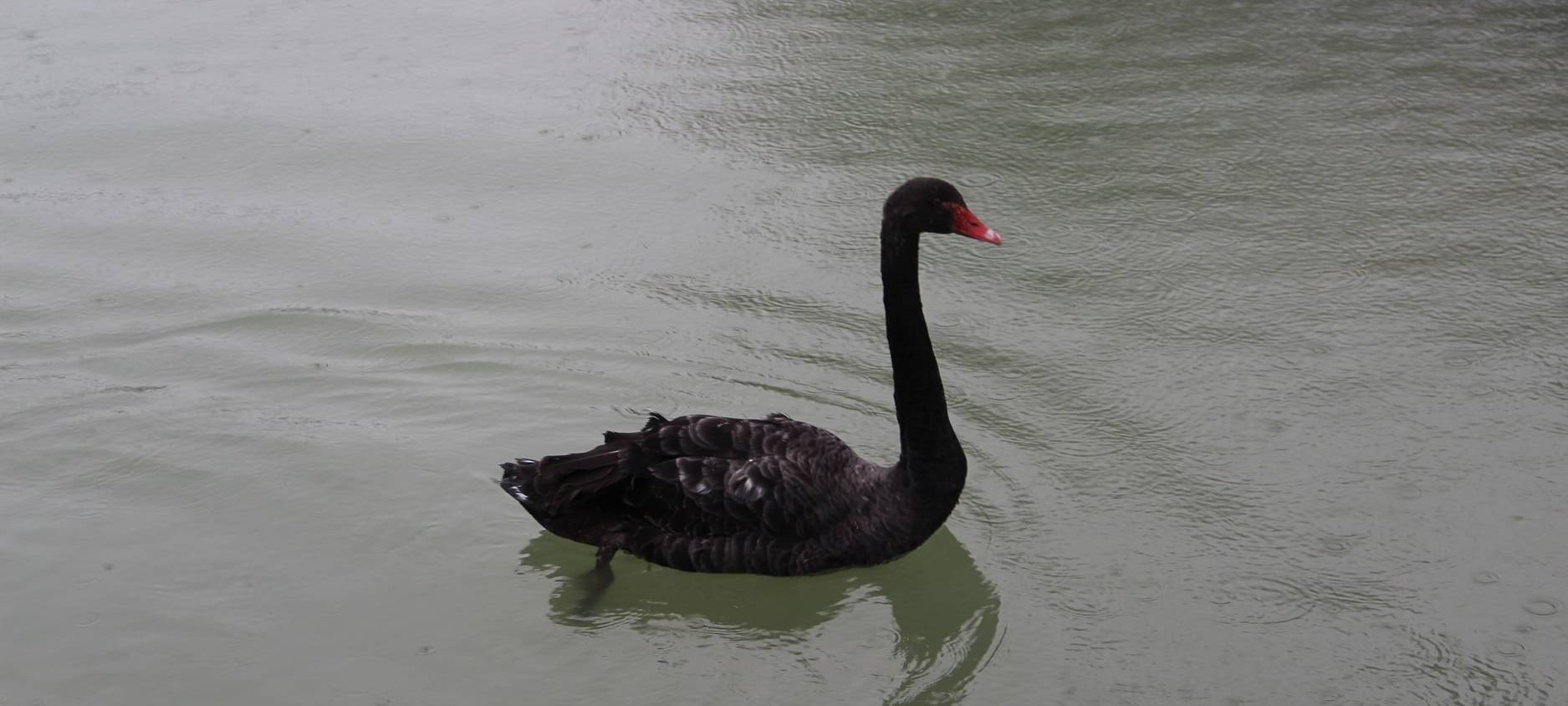 Schwarzer Schwan in Geseke ausgebüxt