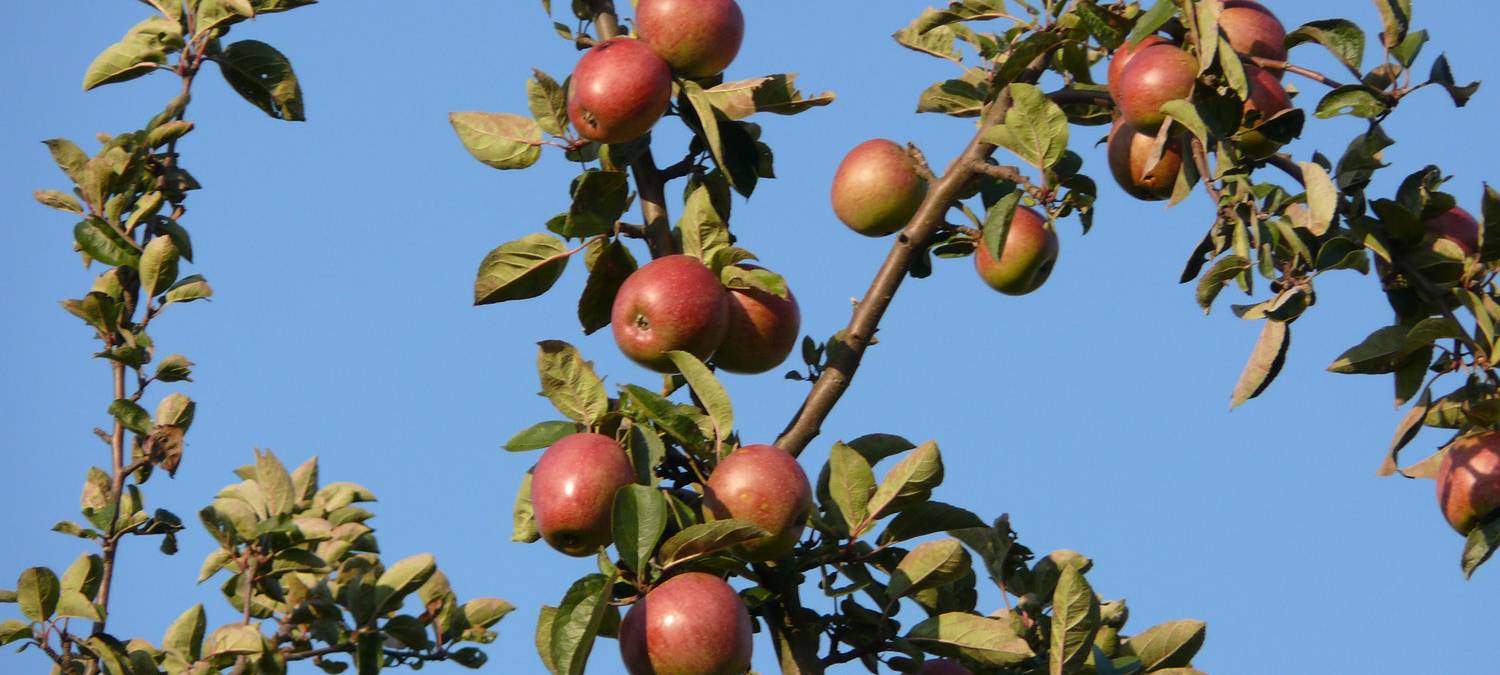 Apfelbäume der Soester Börde