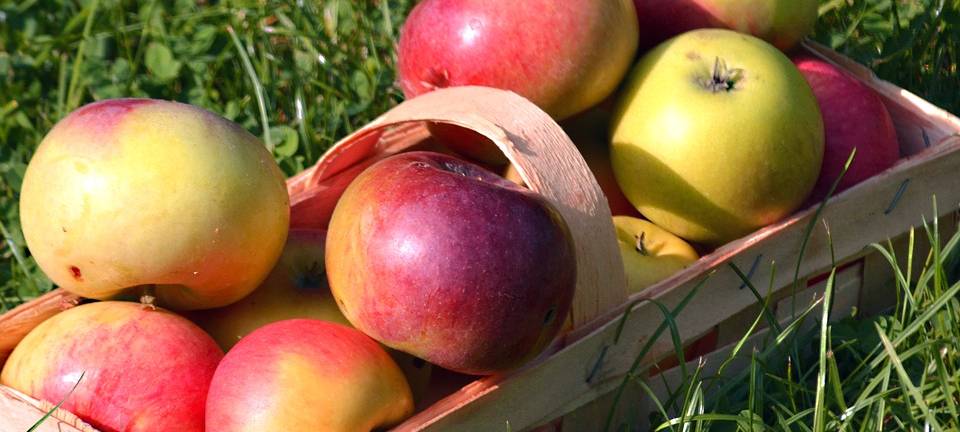 Apfelfest im Tierheim Soest