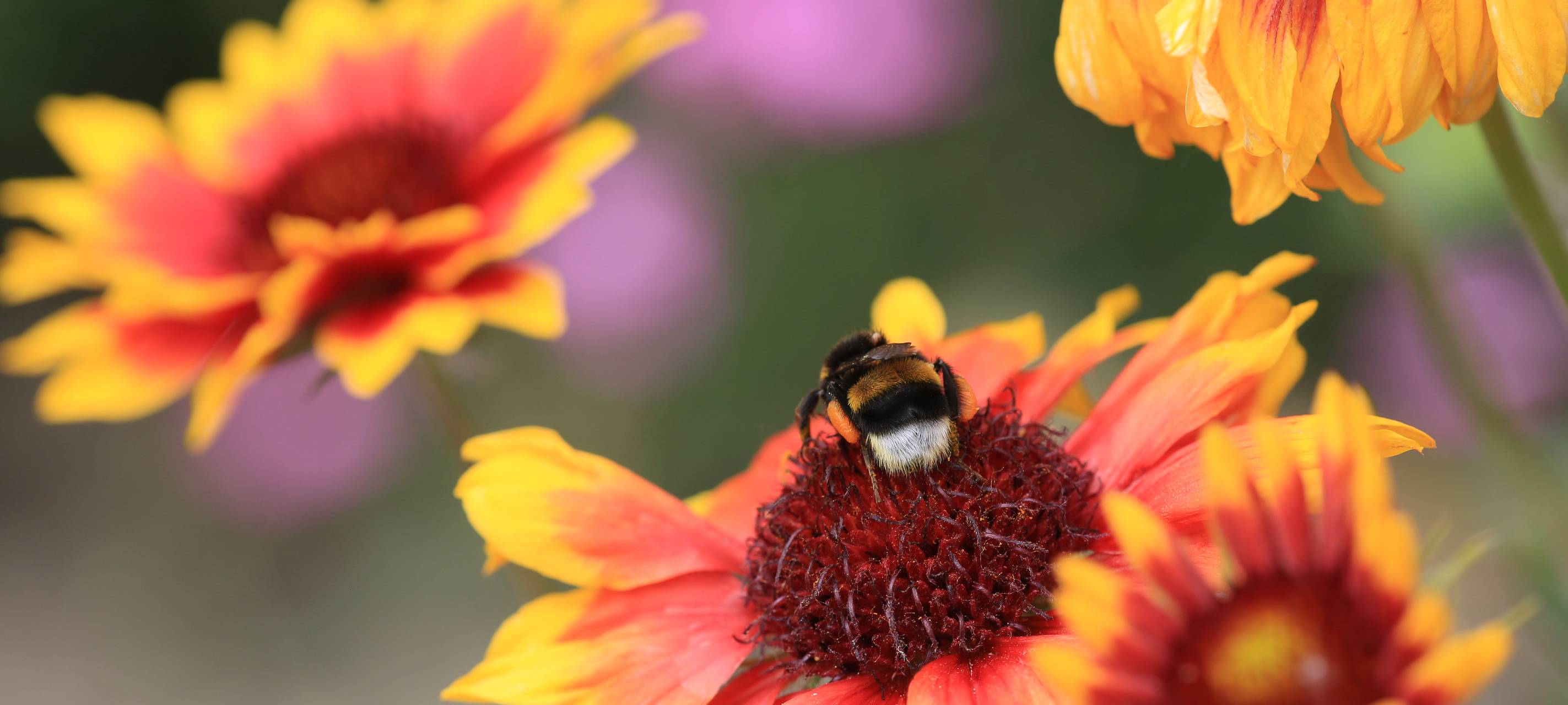 Welttierschutztag im Kreis Soest