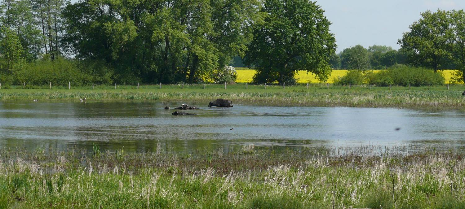 Woeste - Niedermoor am Rand der Hellwegbörde