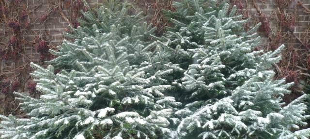 Weihnachtsbaumsaison startet