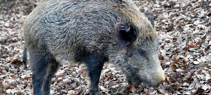 Wildschwein