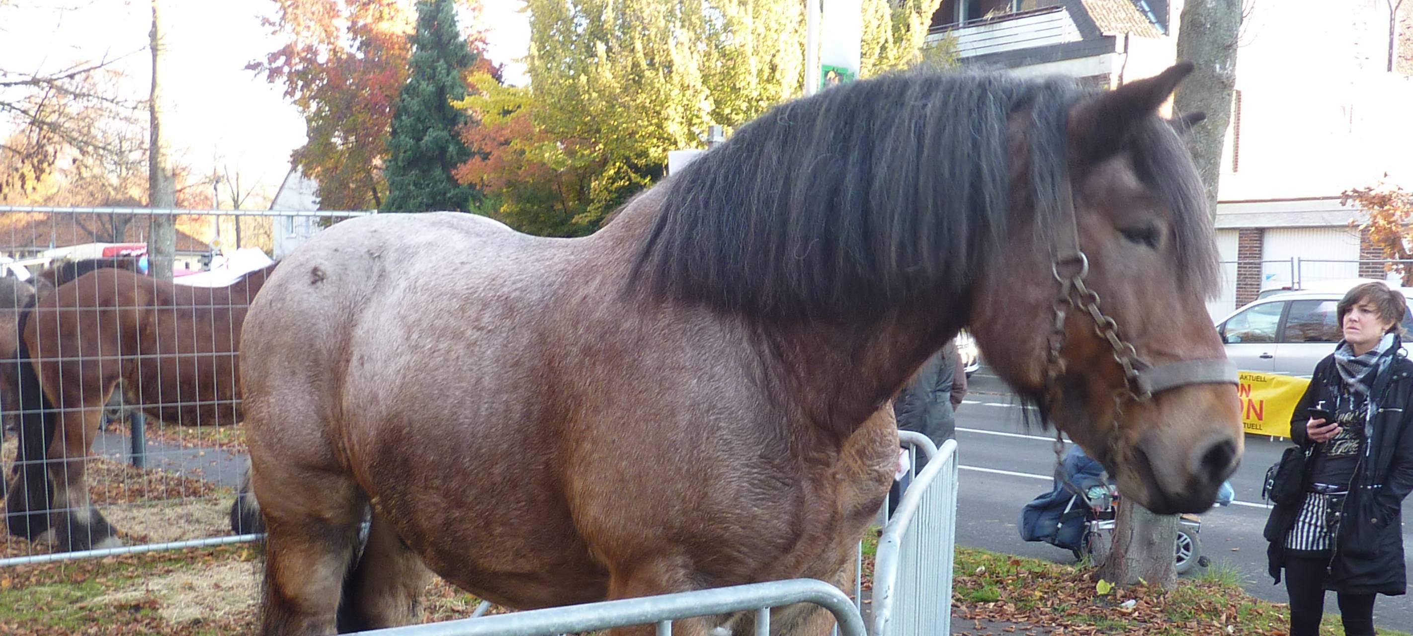 Pferdemarkt - Tag 2 der Soester Allerheiligenkirmes