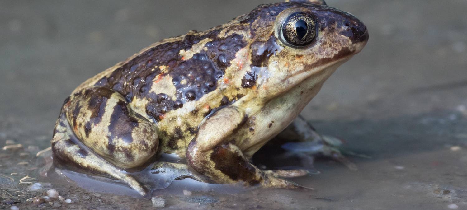 Die Knoblauchkröte (Vortrag)