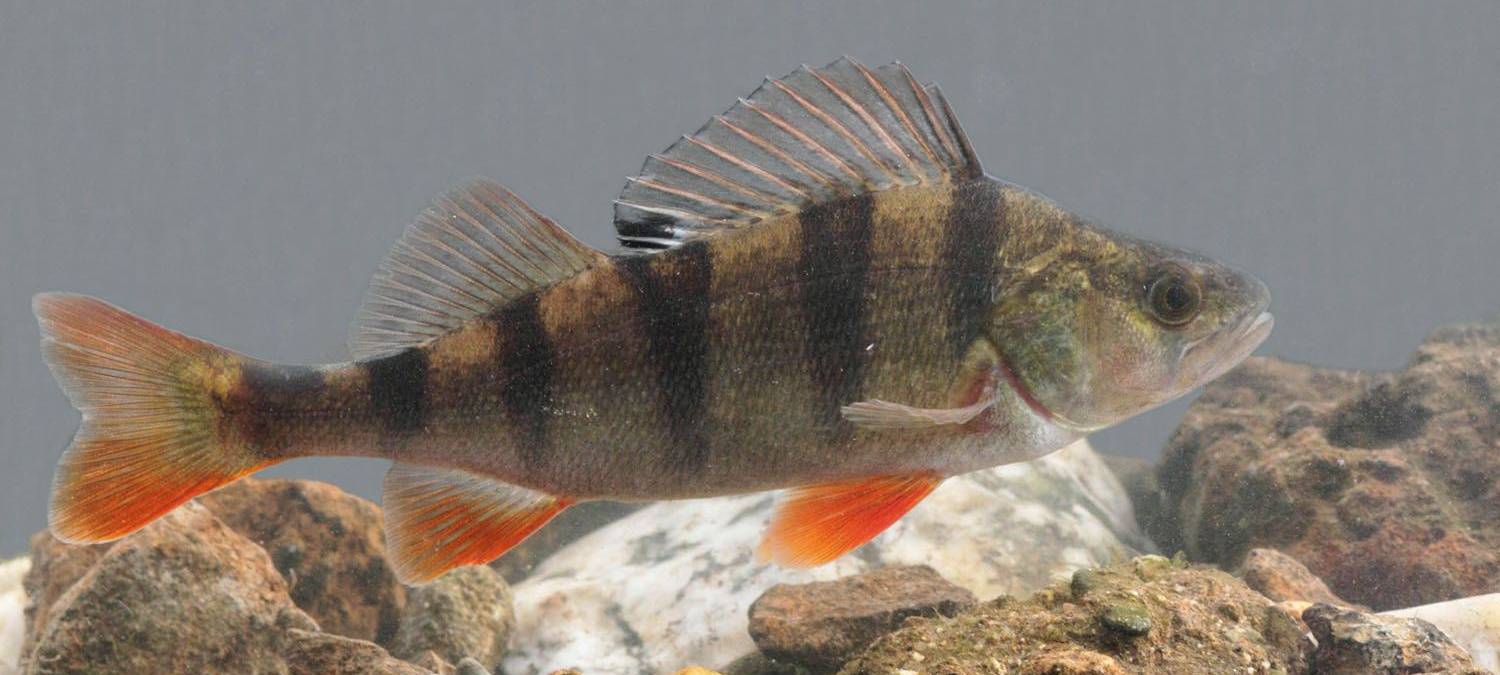 Zur Geschichte der Lippe und ihrer Fische