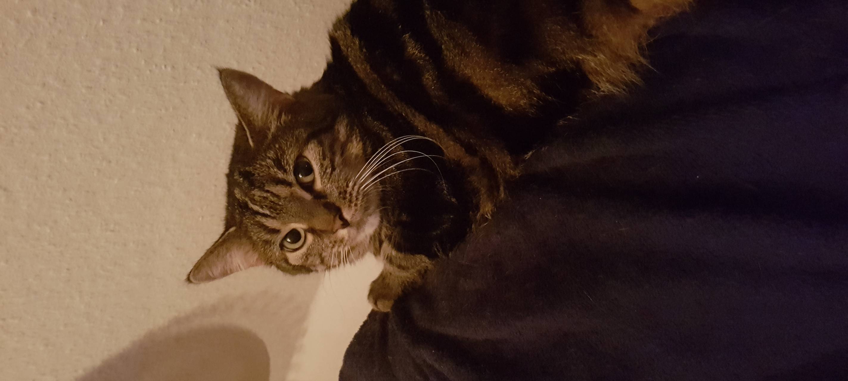 Katze entlaufen, Soest