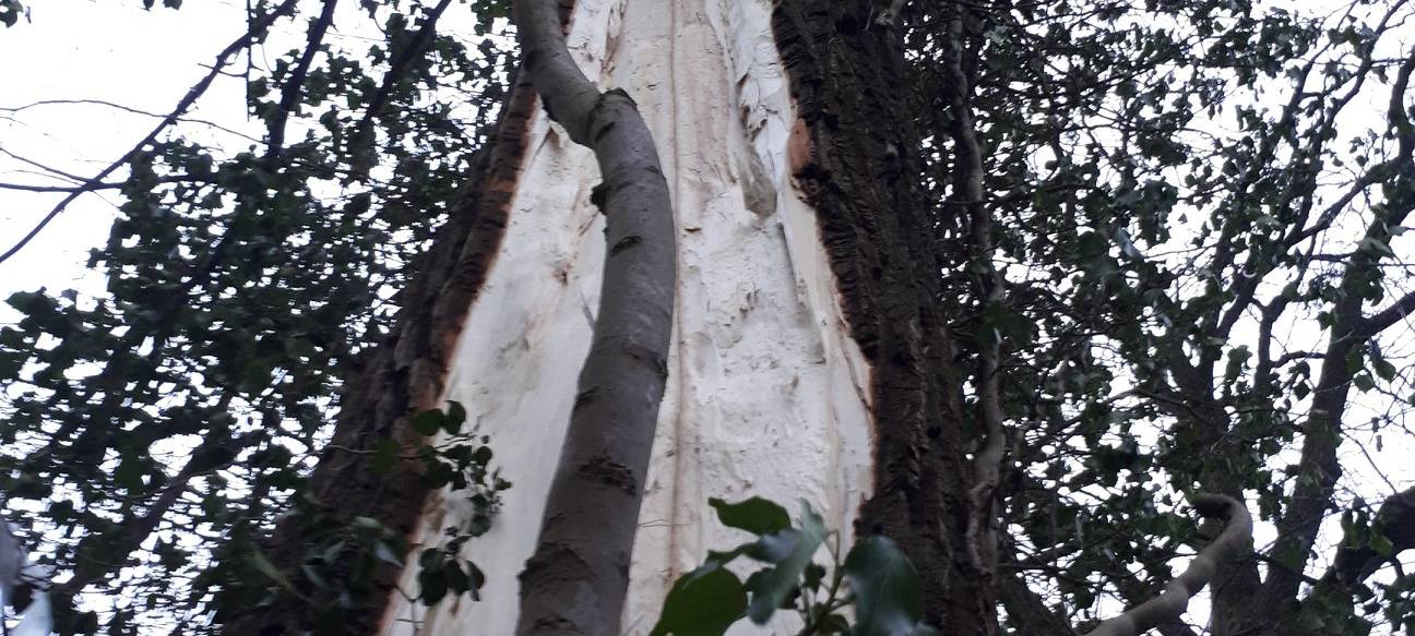 Blitz schlägt ein: Baum zerteilt sich