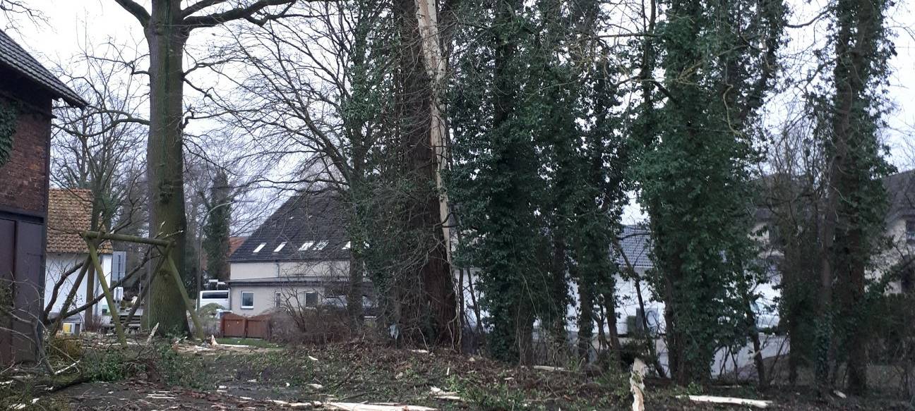 Blitz schlägt ein: Baum zerteilt sich