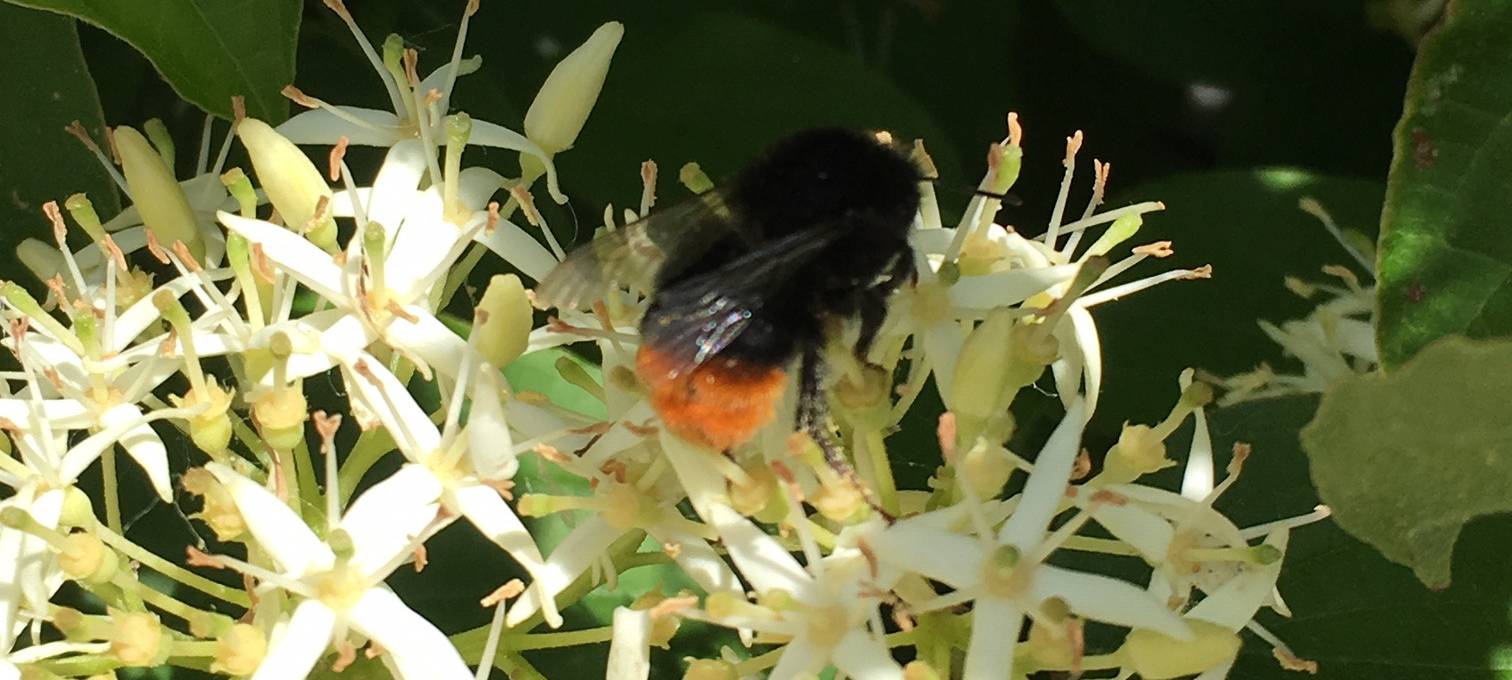 Wettbewerb für insektenfreundliche Gärten