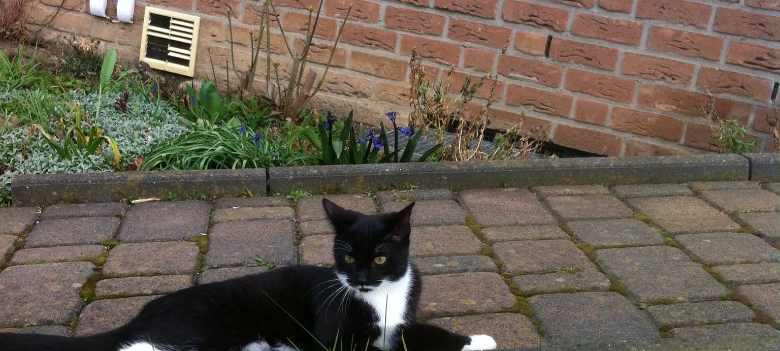 Kater "Tom" ist verschwunden