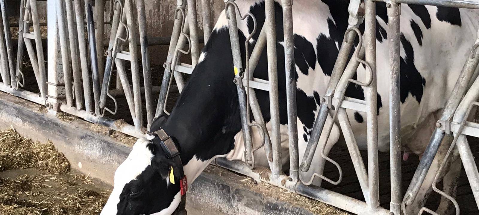 Hellweg Molkerei bald im Supermarktregal