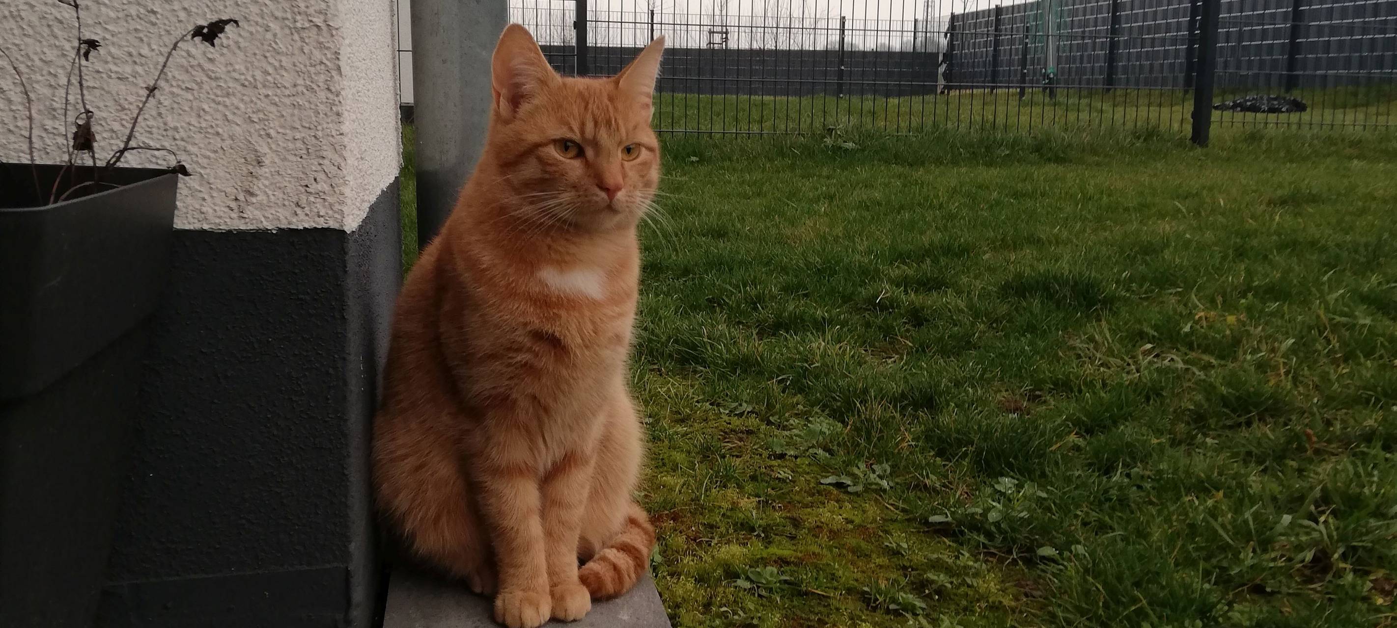 Kater Emil vermisst