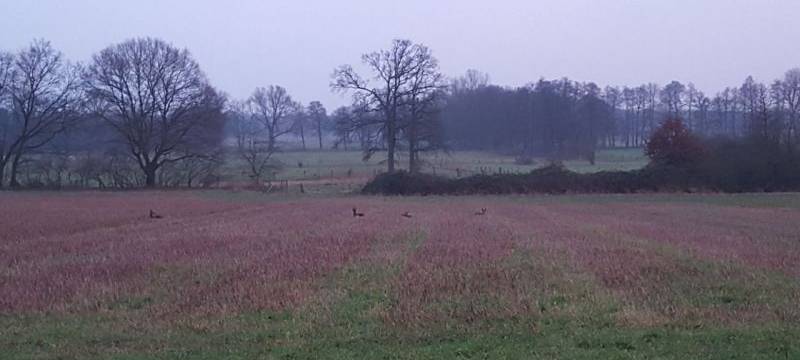 Wildtiere bringen Nachwuchs zur Welt