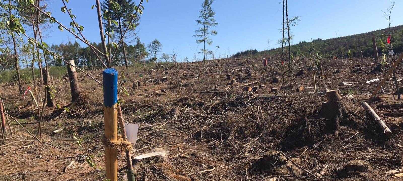 Hohe Waldbrandgefahr im Kreis Soest