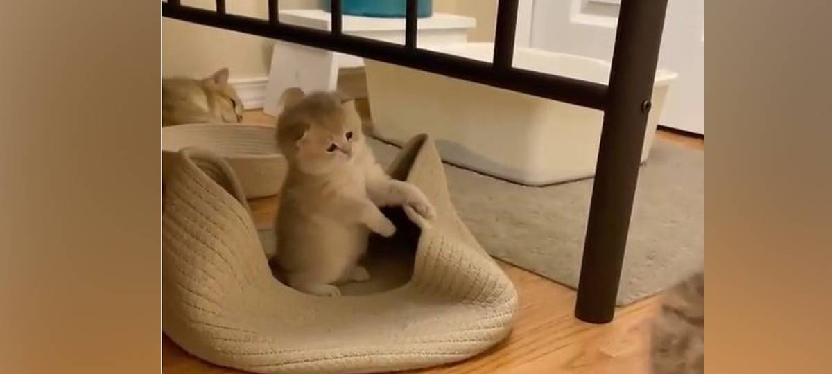 Zum Dahinschmelzen: Ein Video für alle Katzenvideo-Liebhaber