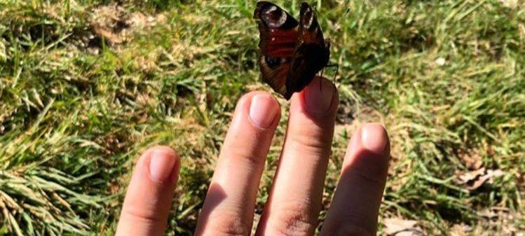 Schmetterlinge für den NABU zählen