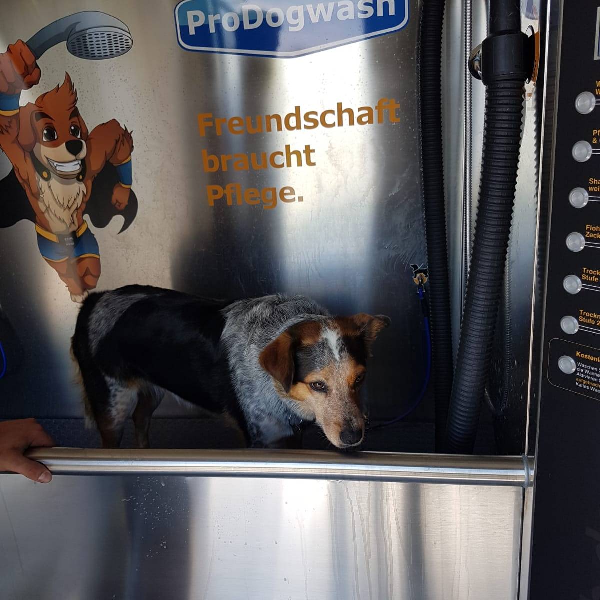 Die erste Hundewaschanlage im Kreis Soest - Hellweg Radio