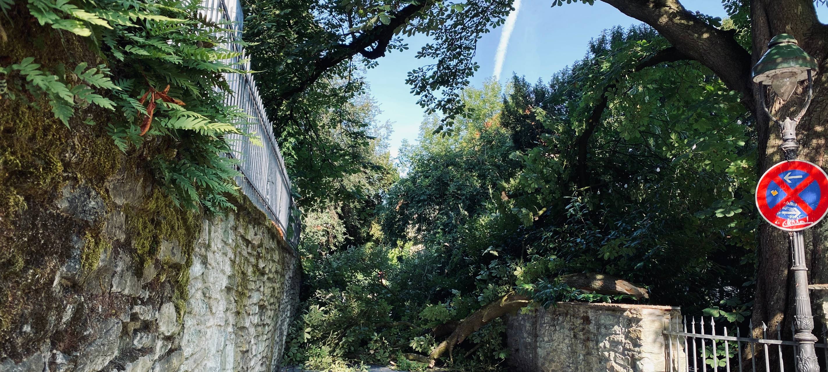 Baum blockiert Soester Teichsmühlengasse