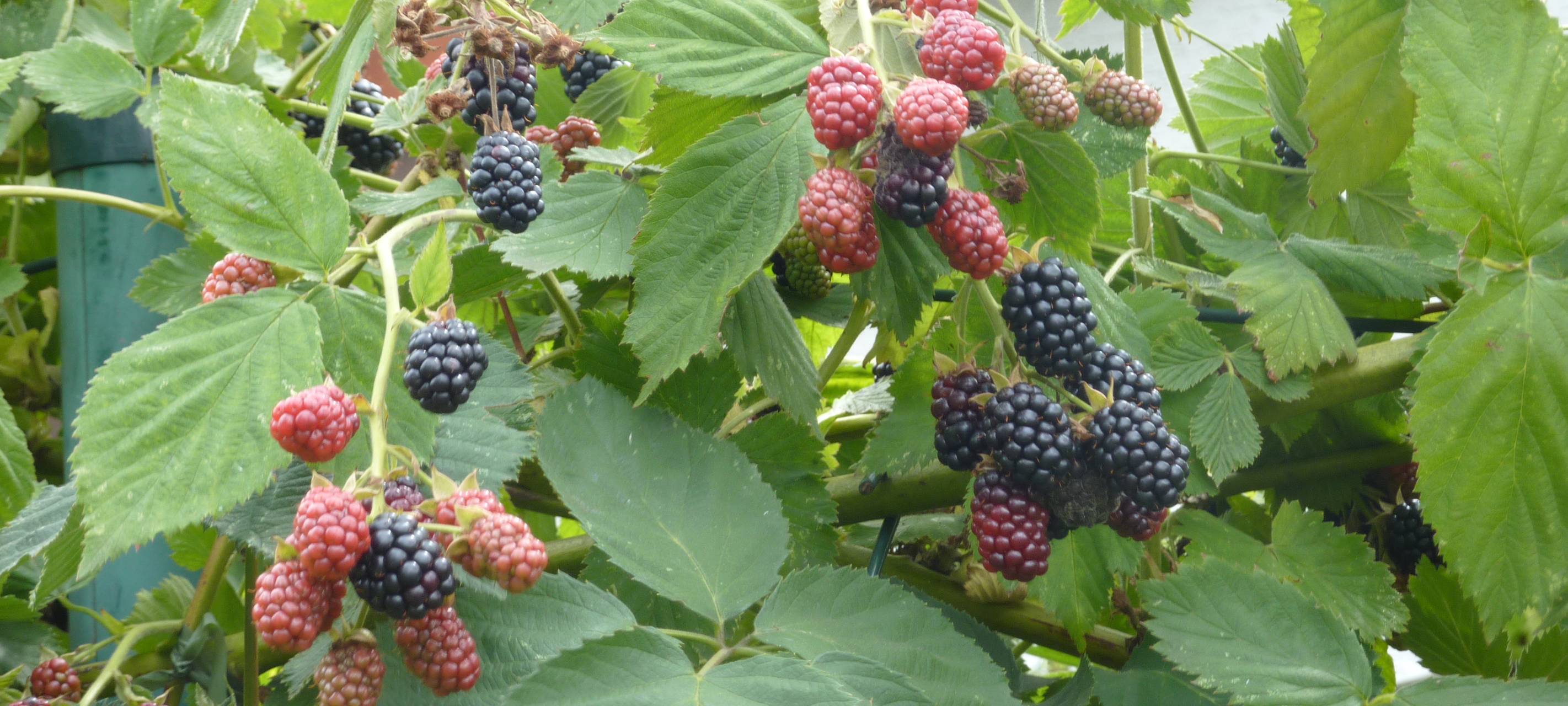 Warstein gibt Obstbäume und -sträucher zum Pfücken frei