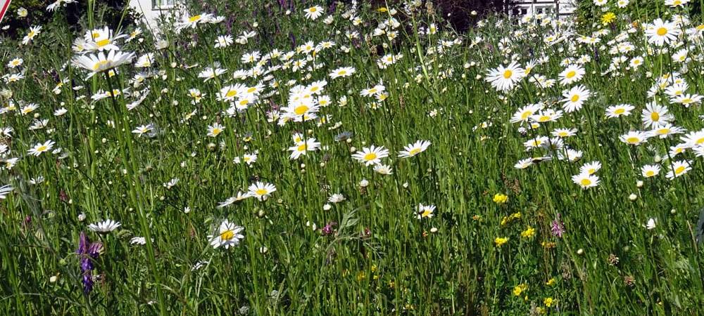 Bunte Wiesen für wilde Insekten
