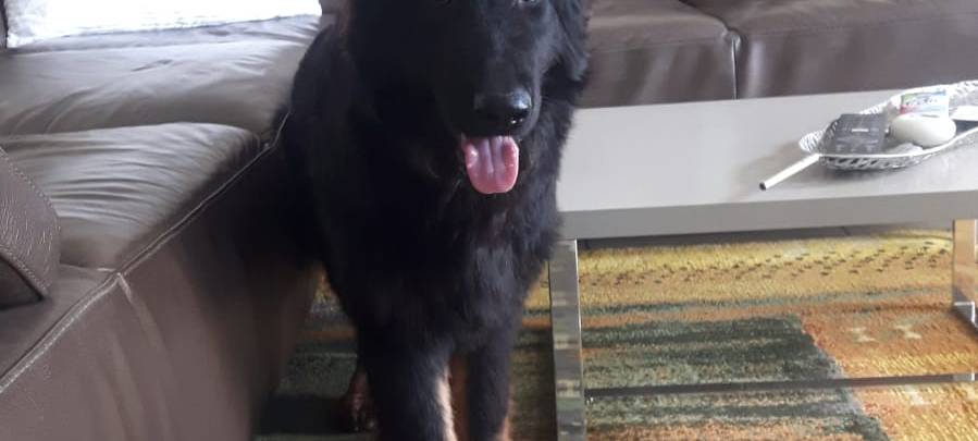 Schäferhund entlaufen