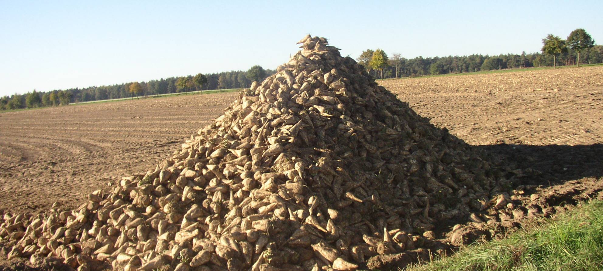 Zuckerrüben-Ernte im Kreis Soest gestartet