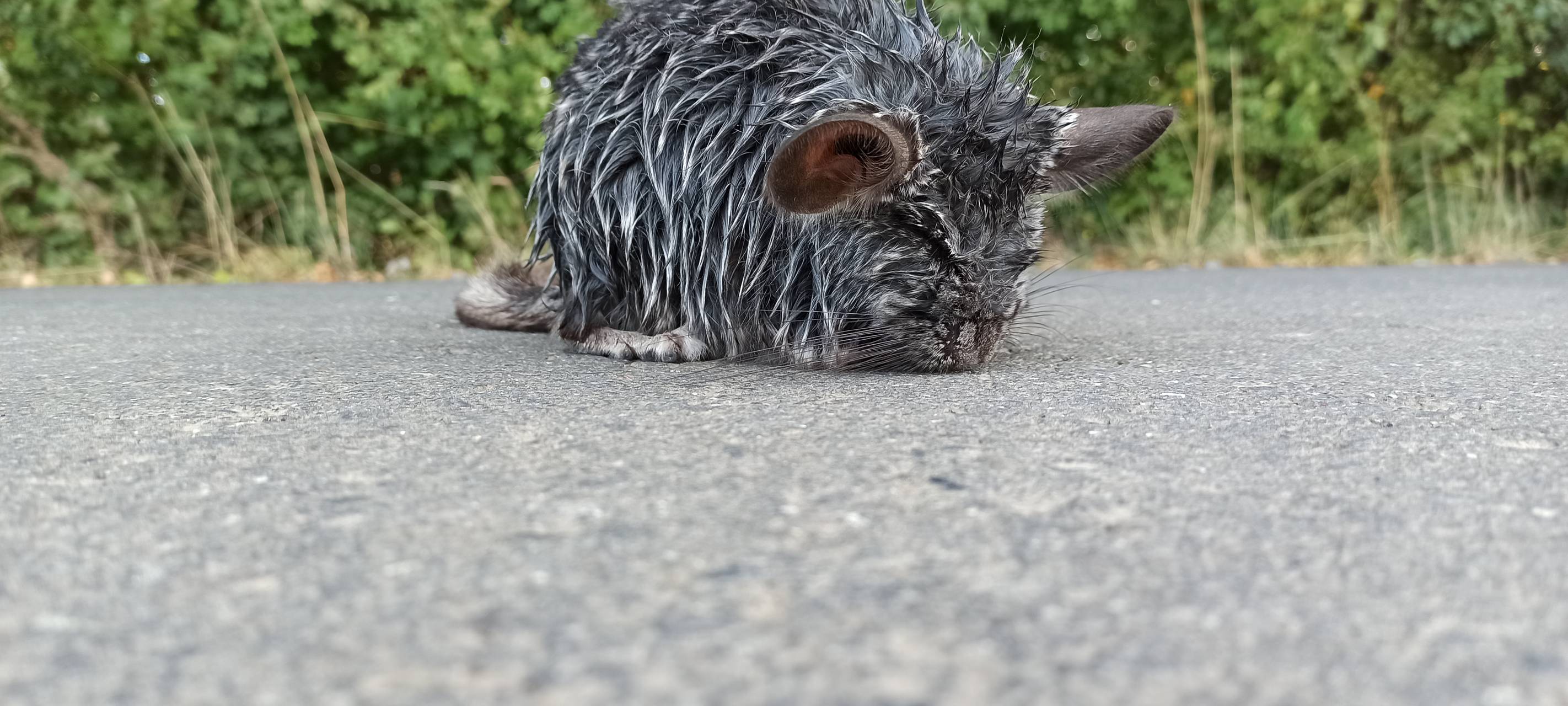 Chinchilla zugelaufen